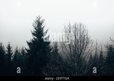 Bellissimo scenario di un sacco di alberi senza frondoli in un foresta sotto un cielo tempestoso Foto Stock