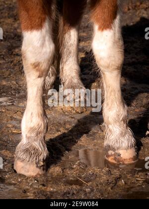 Barefoot piebald mare cavallo nel fango. Foto Stock