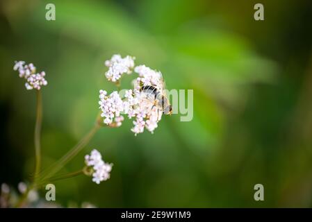 Macro Foto della Volucella zonaria, il fiordo mimico (raro insetto), siede su un fiore bianco in fiore in un prato verde in un natu bavarese Foto Stock