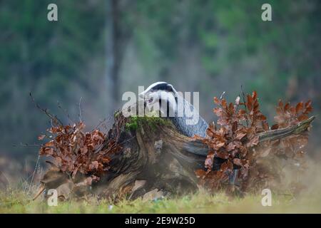 Stemma europeo con bocca aperta e capezzettini sul ceppo dell'albero. Meles meles Foto Stock