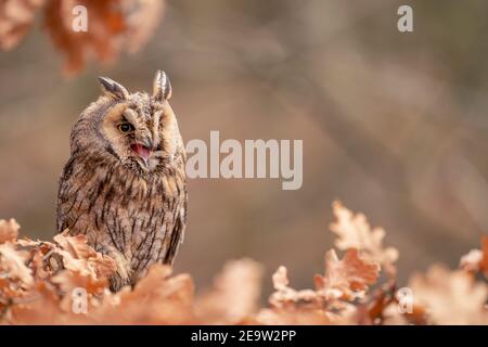 Gufo dalle orecchie lunghe gridando mentre hiddne nelle foglie. Foto Stock