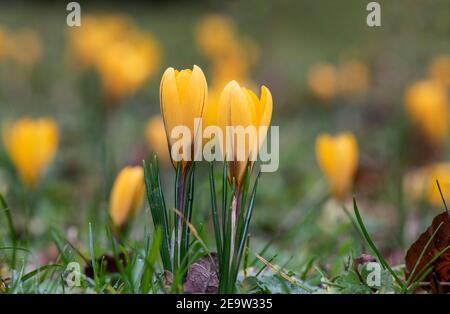 Primo piano di due fiori gialli di Crocus Chrysanthus che fioriscono in un giardino britannico a febbraio. Inghilterra Foto Stock