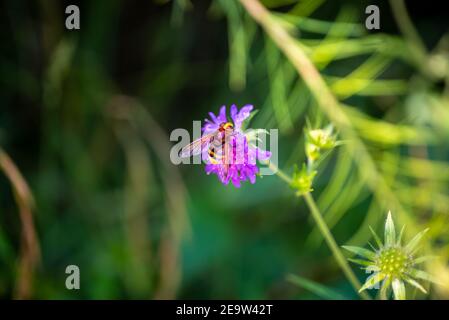 Macro Foto della Volucella zonaria, il fiordo mimico (raro insetto), siede su un fiore viola in fiore in un prato verde in Baviera Foto Stock