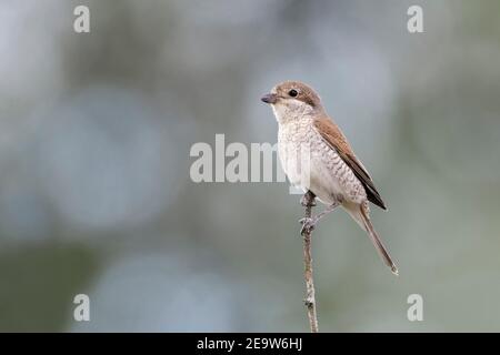 Red Backed Shrike ( Lanius collurio ), donna adulta, arroccata su un ramo asciutto, al punto di osservazione, alla ricerca di preda, fauna selvatica, Europa. Foto Stock