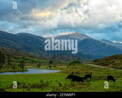 Aberdeen Angus bestiame pascolo a Glen Strathfarrar, Scozia Foto Stock