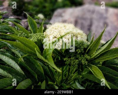 Primo piano di sambuowers che crescono sulle rocce Foto Stock