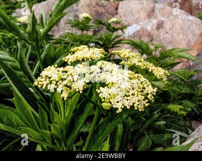 Primo piano di sambuowers che crescono sulle rocce Foto Stock