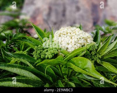 Primo piano di sambuowers che crescono sulle rocce Foto Stock