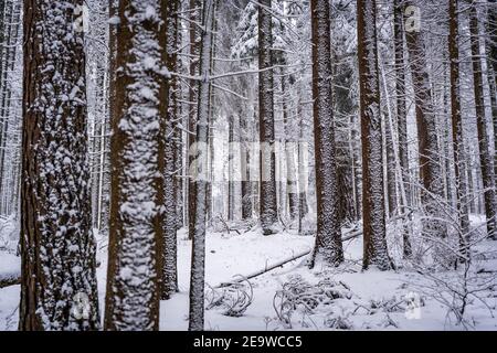 Foresta invernale sulla neve Foto Stock