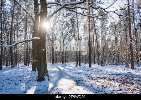 Foresta invernale sulla neve Foto Stock