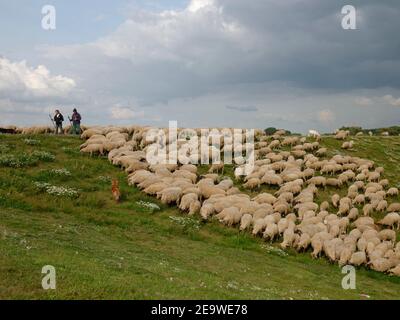 Gregge di pecore, sorvegliato da due pastori e un cane da pastore che pascolano su una diga del fiume Elba vicino a Tepe, Elbmarsch, Niedersachsen, Germania. Foto Stock