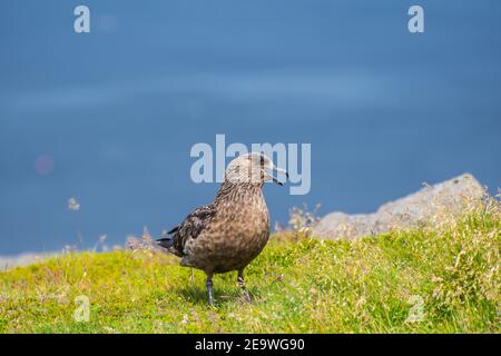 Il grande uccello di skua seduto sull'erba di capo Ingolfshofdi Nel sud dell'Islanda Foto Stock