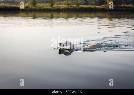 Labrador Retriever nuoto in lago. Cane che porta bastone in bocca. Cane da gioco in acqua Foto Stock