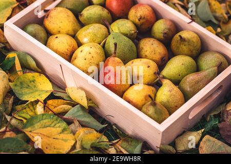 Pere mature in cassa di legno. Cibo sano dal giardino. Vendemmia autunnale Foto Stock