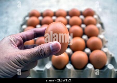 Gruppo uova, uova di pollo in scatola di cartone Foto Stock