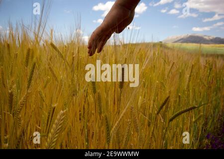 La mano della ragazza tocca orecchie mature di grano. Foto Stock