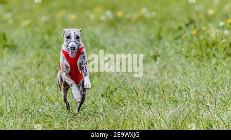 Cane whippet in camicia rossa che corre sul campo lure coursing concorrenza Foto Stock