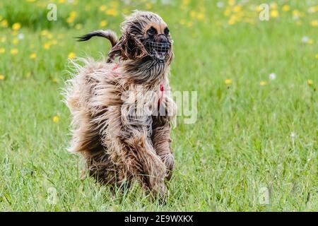 Saluki cane in camicia rossa che corre sul campo lure coursing concorrenza Foto Stock