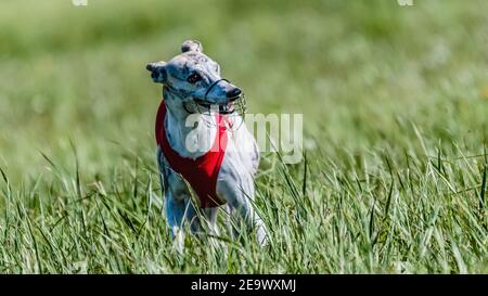 Cane whippet in camicia rossa che corre sul campo lure coursing concorrenza Foto Stock