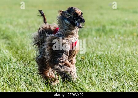 Saluki cane in camicia rossa che corre sul campo lure coursing concorrenza Foto Stock