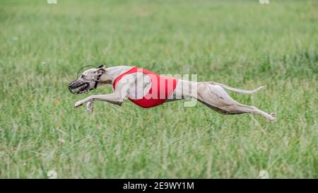 Cane whippet in camicia rossa che corre sul campo lure coursing concorrenza Foto Stock