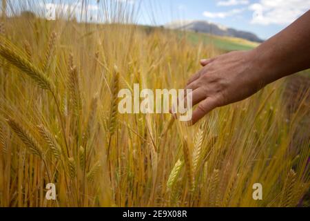 La mano della ragazza tocca orecchie mature di grano. Foto Stock