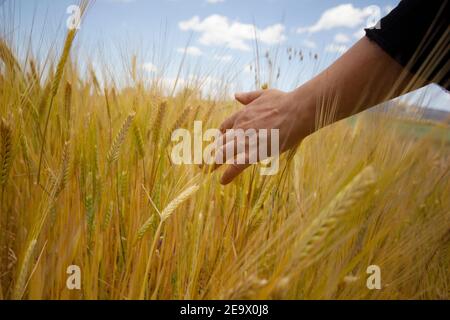 La mano della ragazza tocca orecchie mature di grano. Foto Stock