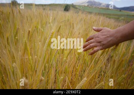 La mano della ragazza tocca orecchie mature di grano. Foto Stock