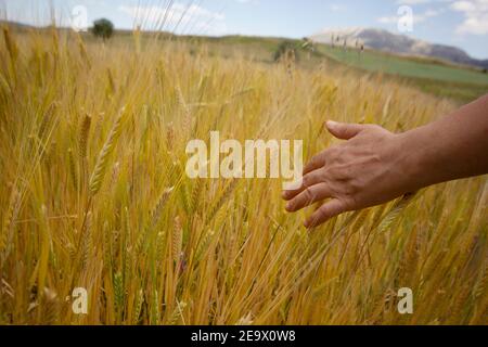 La mano della ragazza tocca orecchie mature di grano. Foto Stock