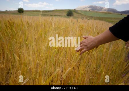 La mano della ragazza tocca orecchie mature di grano. Foto Stock