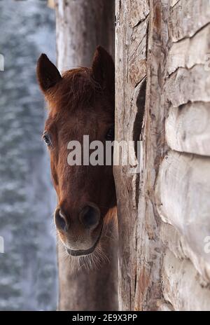 pony di castagno nascosto nel fienile, ritratto di cavallo curioso che guarda fuori dalla stalla Foto Stock