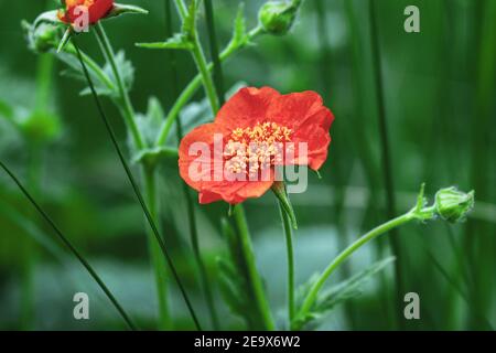 Avens cileno (Scarlet Avens, Geum coccineum) fiore rosso in giardino estivo Foto Stock