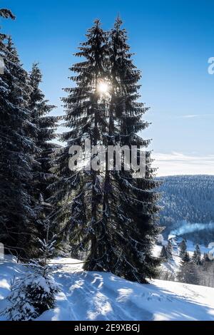 mattina neve campagna con alberi Foto Stock