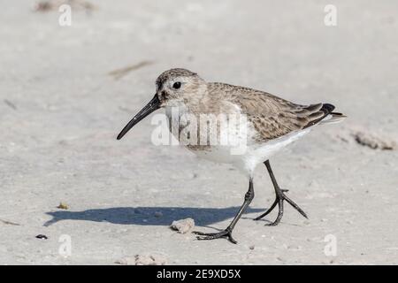 dunlin, Calidris alpina, camminando sulla spiaggia sabbiosa, Florida, Stati Uniti Foto Stock