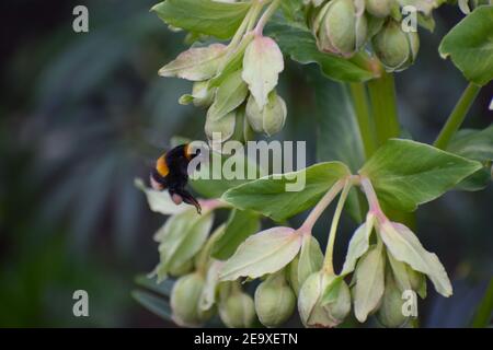 Un bumblebee dalla coda bianca su un hellebore che puzzava è un nero e giallo che vola buzzing insetto che raccoglie nettare da fiori e pollinates piante Foto Stock