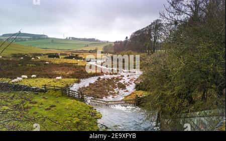 Lauder, Scottish Borders, Regno Unito. 6 febbraio 2021. Pioggia freddo bagnato tempo. Le pecore pascolano nei campi, mentre le ustioni allagate infuriano attraverso la brughiera vicino a Lauder, ai confini scozzesi. Scozia, come il Regno Unito braces per Storm Darcy che porterà temperature di congelamento a gran parte del Regno Unito nei prossimi giorni Credit: phil wilkinson/Alamy Live News Foto Stock