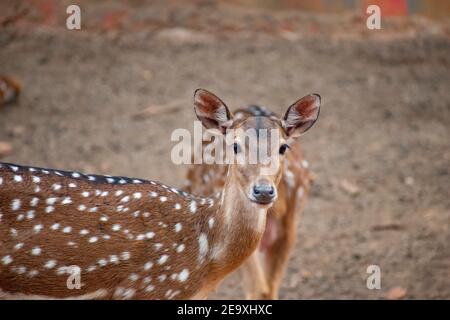 Il chital (asse asse), noto anche come cervo macchiato, cervo e cervo dell'asse Foto Stock