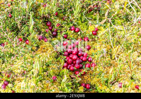 Mirtilli selvatici che crescono nella mussa, raccolta autunnale di frutti di bosco. Mirtillo rosso, mirtillo rosso, mirtillo paludoso. Mirtilli rossi su verde piccolo b Foto Stock