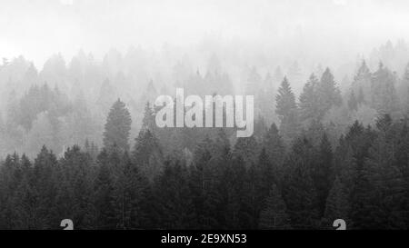 Bosco di conifere dell'altopiano del Cansiglio. Tempo foggoso. Paesaggio di montagna bianco nero. Veneto. Italia. Europa. Foto Stock