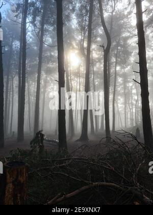 Beacon Hill, Lickey Hills Country Park, Worcestershire, Inghilterra, Regno Unito Foto Stock