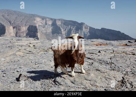 Capra curiosa che guarda la macchina fotografica contro il canyon di montagna. Jebel Shams in Oman Foto Stock