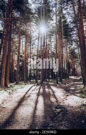Paesaggio di pineta con lunghe ombre gettate dal sole in legno Foto Stock