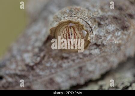 Primo piano di un Madagascar Gecko arroccato su un albero e. camuffato con i rami Foto Stock