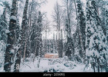 Sentiero innevato che conduce attraverso alberi di conifere che crescono in boschi su giorno nuvoloso in inverno Foto Stock