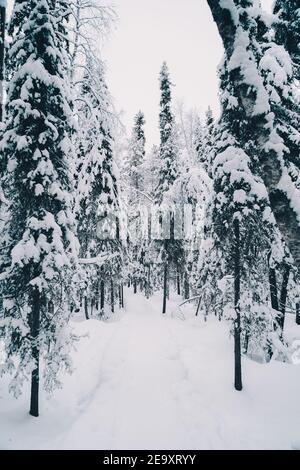 Sentiero innevato che conduce attraverso alberi di conifere che crescono in boschi su giorno nuvoloso in inverno Foto Stock