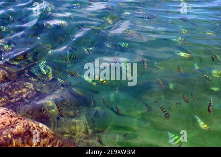 Sopra una superficie di mare trasparente e blu ondulata con barriera corallina sotto in una giornata estiva. Scuola di esotico sergente tropicale maggiore o pintano pesce unde Foto Stock