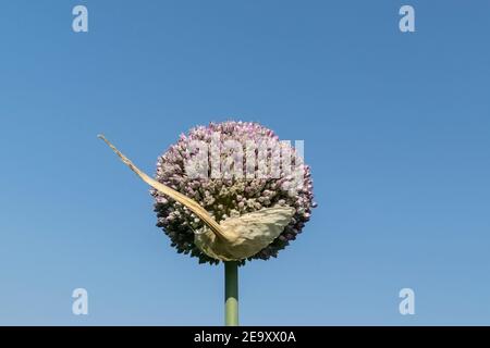 Primo piano delle piante di cipolla germogliante nel giorno estivo Foto Stock