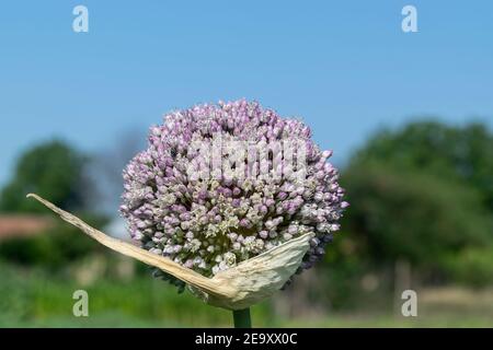 Primo piano delle piante di cipolla germogliante nel giorno estivo Foto Stock