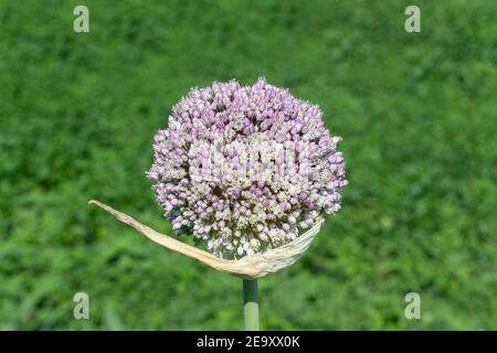 Primo piano delle piante di cipolla germogliante nel giorno estivo Foto Stock