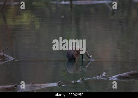 Piccolo muskrat su un log in acqua gnaws a. pezzo di legno Foto Stock